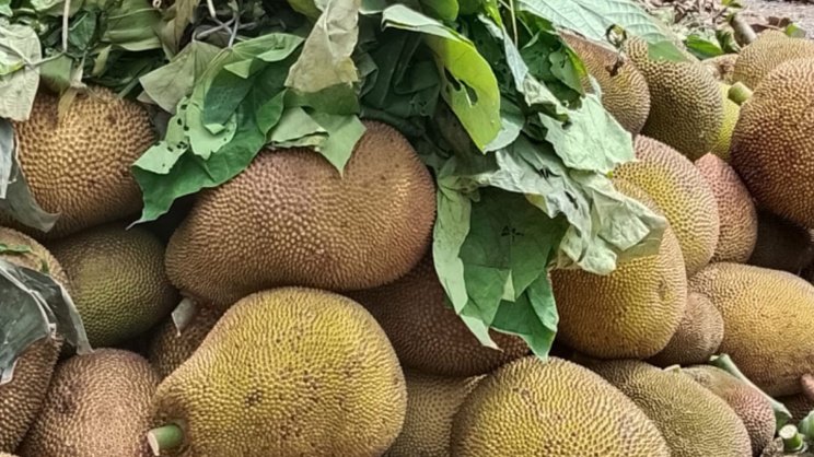 কাঁঠাল