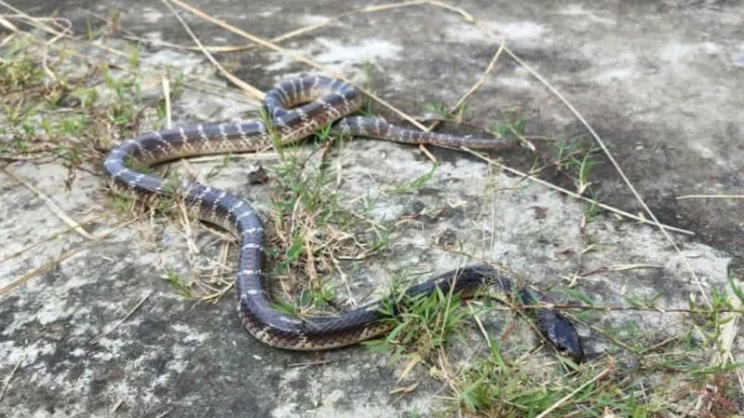 Snake
