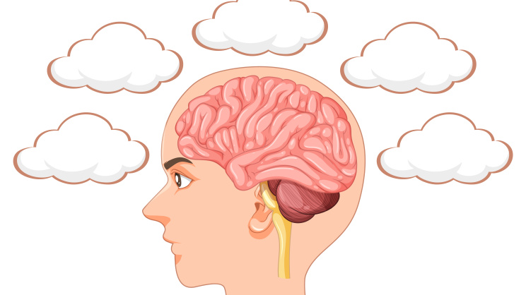 brain