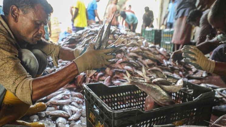 Hilsa