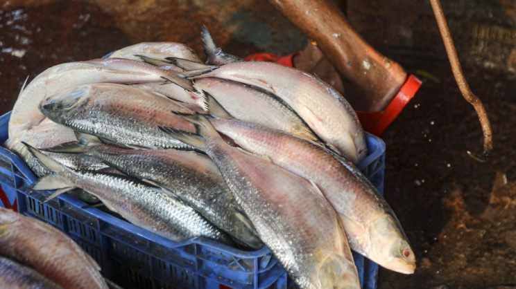 Hilsa