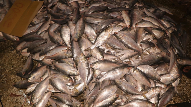Hilsa