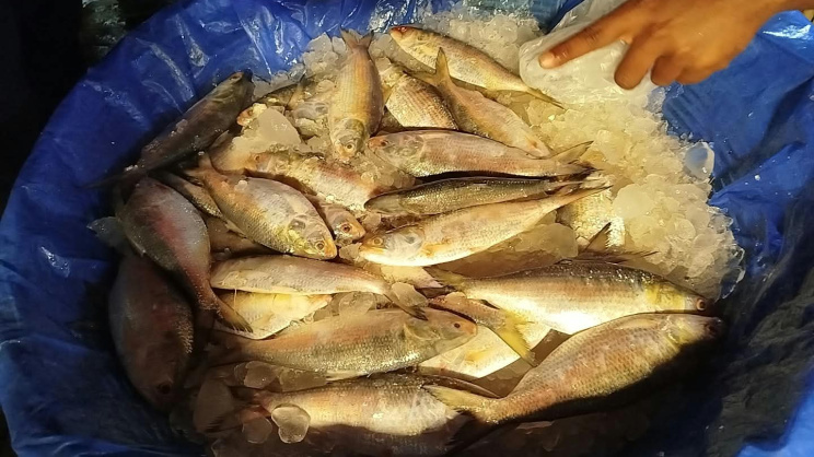 Hilsa
