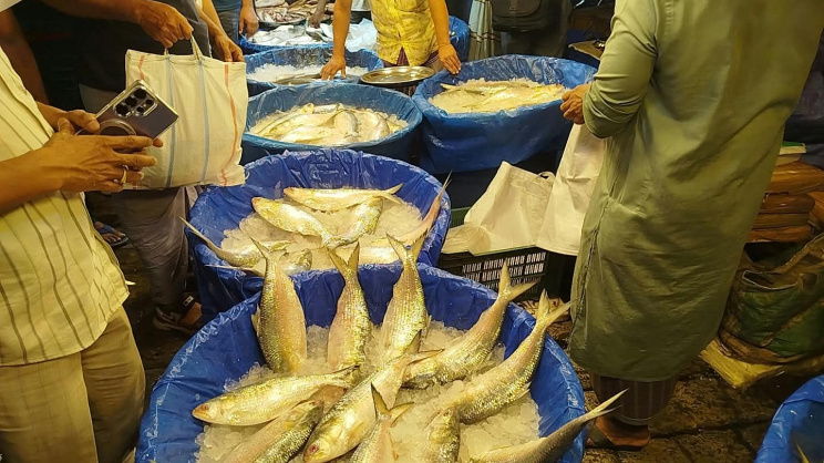 Hilsa