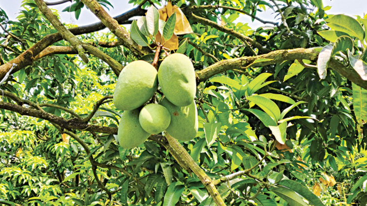 আম বিপ্লব