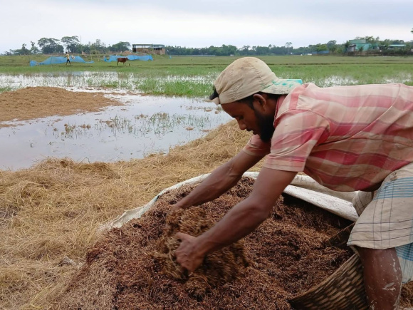 বৃষ্টি ও বন্যায় তলিয়ে যাওয়া হাওরের ধান। ছবি: স্টার