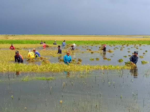 Brahmanbaria_Cropland-Submerged
