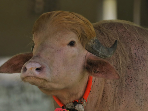Donald Trump buffalo