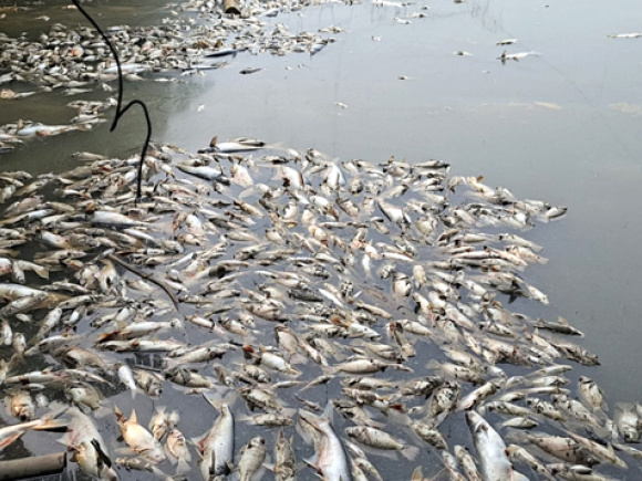 faridpur-Fish