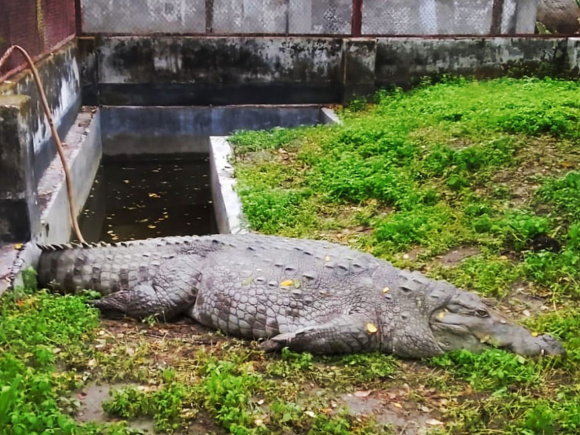 কুমির
