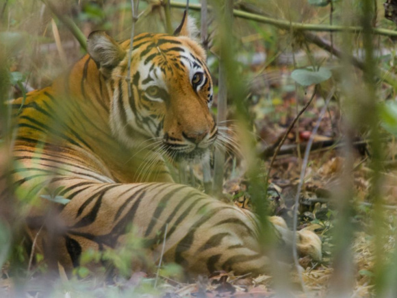 tiger
