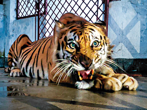 স্টার ফাইল ছবি।