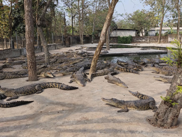 কুমিরের খামার