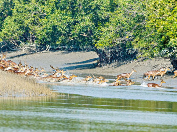 4_sundarbans-1_0.jpg