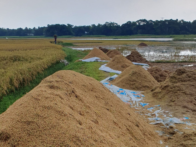 স্তূপ করে রাখা ধান পচে যাচ্ছে। ছবি: তাফসিলুল আজিজ