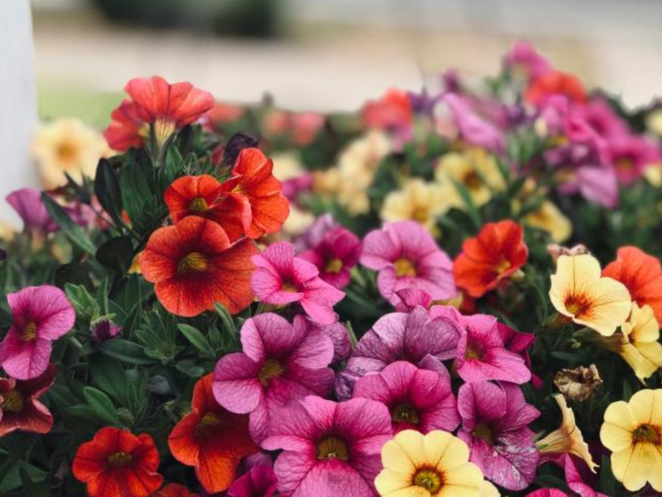 শীতে বারান্দা কিংবা ছাদ রঙিন করে তুলবে যেসব গাছ