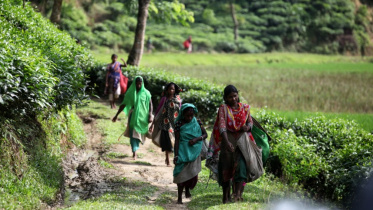 স্টার ফাইল ছবি।