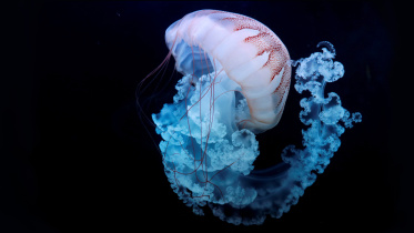 চেক প্রজাতন্ত্রের ‘ওয়ার্ল্ড অব জেলিফিশ’ অ্যাকুয়ারিয়ামের গোলাকার ট্যাংকের ভেতর একটি জেলিফিশ সাঁতার কাটছে। ছবিটি তোলা হয়েছে ২০২০ সালের ৩ ফেব্রুয়ারি। ছবি: রয়টার্স