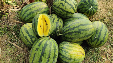হলুদ তরমুজ। ছবি: সংগৃহীত