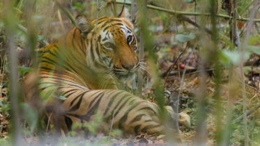 tiger