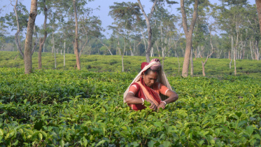 চা বাগানের কর্মী