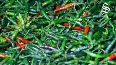 green-chilli