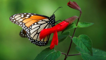 ছবি: রয়টার্স