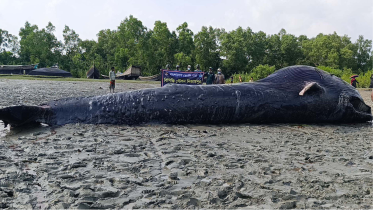 মৃত তিমি