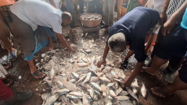 Hilsha Fish