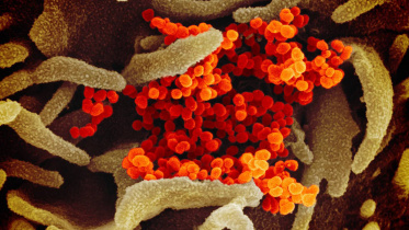 coronavirus.jpg