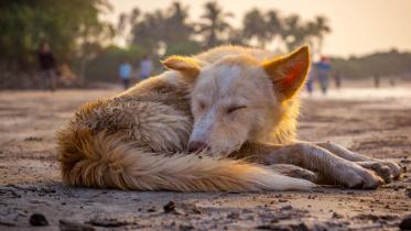 dog-star.jpg