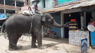 Extortion by elephant.jpg