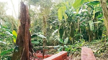 forest_3.jpg
