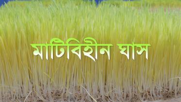 Grass-bangla-1.jpg