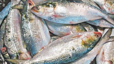 hilsa_0.jpg