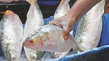 hilsa fish_0.jpg