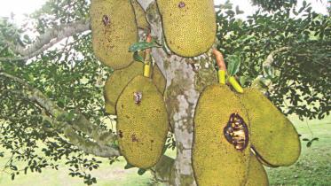 jackfruits