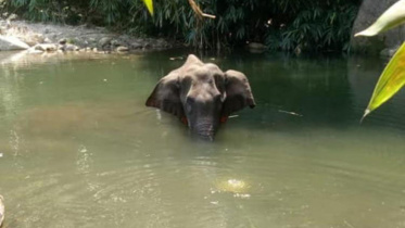 Kerala elephant-1.jpg