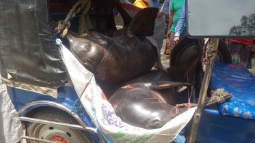 Kurigram dolphin-02.jpg