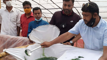 Kurigram spirulina farming.jpg