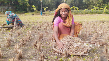 Lalmonirhat dhan kurani-02.jpg