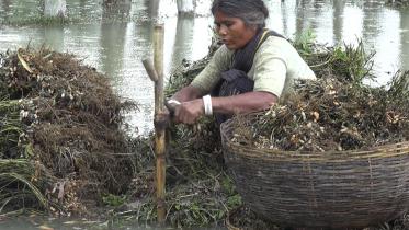 Lalmonirhat farmers affected-03 (26.jpg