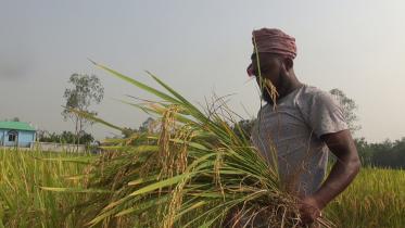 Lalmonirhat paddy-09.jpg