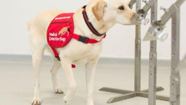 medical detection dogs.jpg