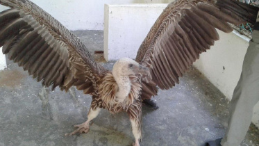 moulvibazar_himalayan_vultures_injured_pic_2.jpg