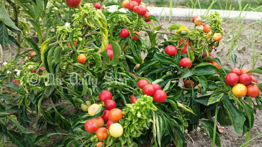 মরিচ ২.jpg