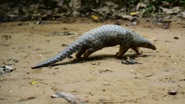 Pangolins_21May21.jpg