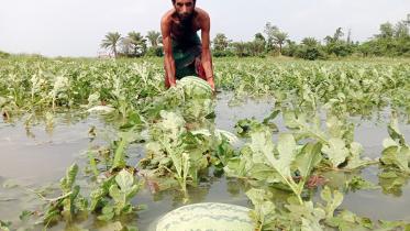 Patuakhali Pic 1138 (03.04.21) (1).jpg
