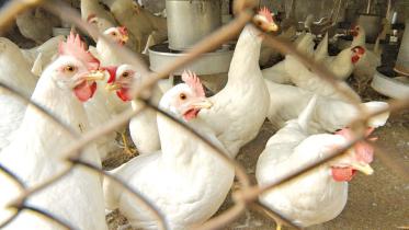 poultry-shortage-1.jpg
