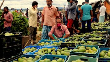 Rangamati Mango photo (1).jpg